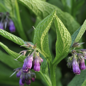 True, Comfrey Seed